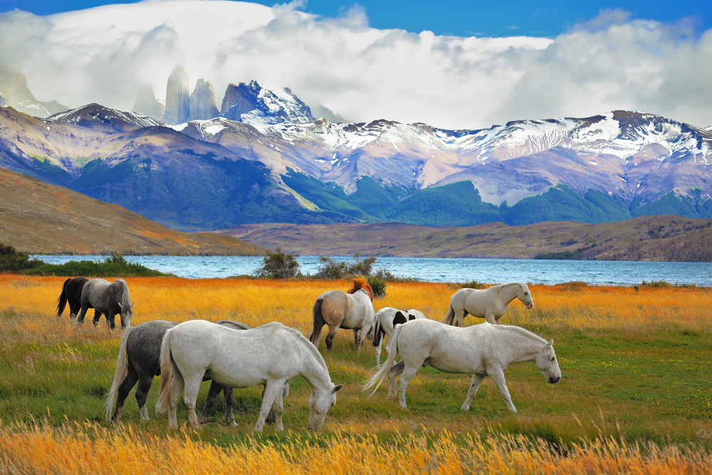 Torres del Paine National Park (Official GANP Park Page)